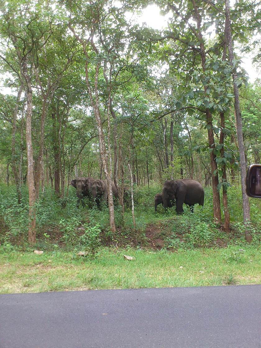 Forested hills and a road on the Wayanad side of the ghats